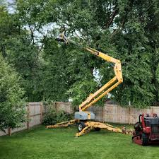 Best Tree Removal  in New Bedford, MA