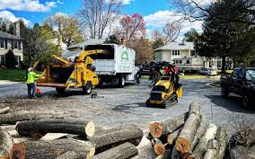 Best Tree and Shrub Care  in New Bedford, MA