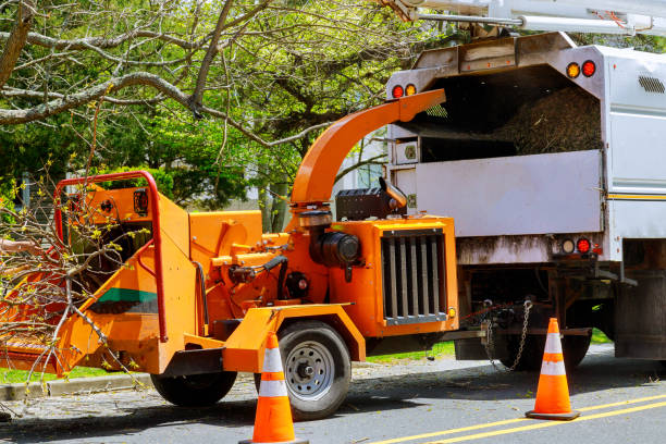 Best Leaf Removal  in New Bedford, MA