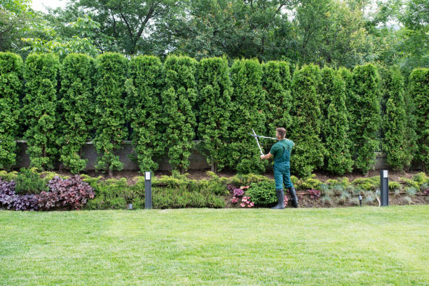 Best Arborist Consultation Services  in New Bedford, MA