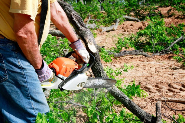 Best Emergency Tree Removal  in New Bedford, MA